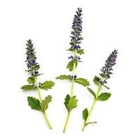 Patchouli